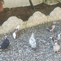 کبوتر فروشی