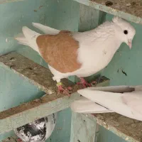 کبوتر خارجی و ایرانی|پرنده|سیمین شهر, |دیوار