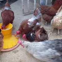 مرغ محلی تخم گذار|حیوانات مزرعه|قائمشهر, |دیوار