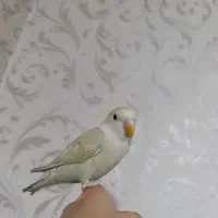 طوطی برزیلی رنگ خاص رام رام