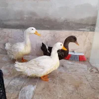 اردک