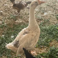 بوقلمون سه ماه ،هفت ماهه،قوغاز|حیوانات مزرعه|کرمان, |دیوار