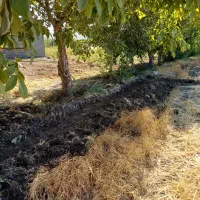 زمین باغی 650 متری سرنجیانه