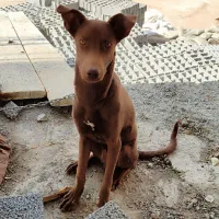 واگذاری سگ نژاد دار|سگ|اهواز, کمپلو شمالی|دیوار