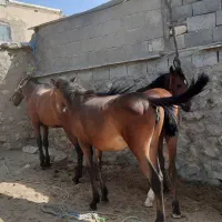 کره اسب ومادیان ۸عدد