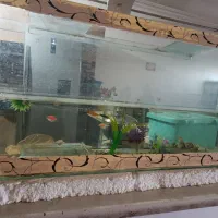 ماهی ها همه پای هم دانه ۳۰ فروشی