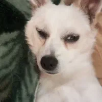 واگذاری سگ|سگ|فولادشهر, C4|دیوار