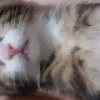 گربه گم شده|حیوانات|تبریز, |دیوار