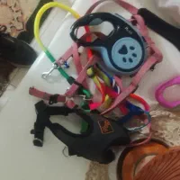 تعدادی قلاده سگ