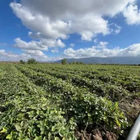 نهال توت فرنگی|خدمات باغبانی و درختکاری|دلند, |دیوار