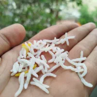 برنج پاکستانی آسمان سیله زرد 1121دانه بلند(10kg)|خوردنی و آشامیدنی|مشهد, گاز|دیوار