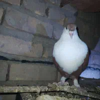 کبوتر طوقی ماده و ریش سرخ نر گم کردم فروشی میخام|پرنده|کرباسک, |دیوار