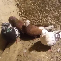 کبوتر سرخ دم سفید