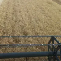 گندوم ابی پیشگام