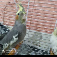 یک عددعروس هلندی دراطراف دانیال گمشده