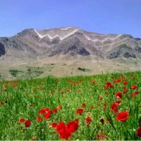 فروش-فوری-سند-تک-برگ-قطعی