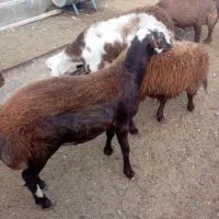 بره قوچی اصیل پلنگی و هترو