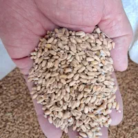گندم اوج