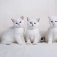 گربه بریتیش سیلور ns