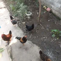 فروش 7عدد خروس یکساله و جوان