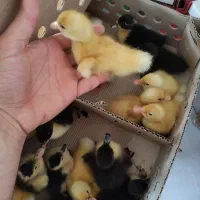 جوجه اردک پکنی تخمگذار و گوشتی|حیوانات مزرعه|مشهد, ارشاد|دیوار