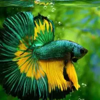 ماهی قرمز عید