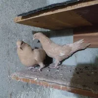 چندتا کبوتر|پرنده|مسجد سلیمان, |دیوار