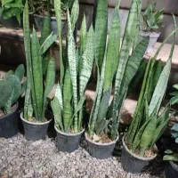 گل و گیاه|گل و گیاه طبیعی|قم, نیروگاه|دیوار