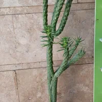 کاکتوس و الورا