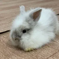 خرگوش لوپ نر و ماده