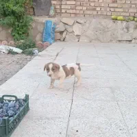 واگذاری پاکوتاه