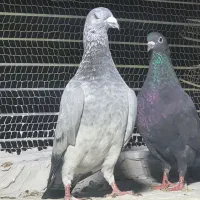 ۴ عددنرب ضمانت|پرنده|چابهار, |دیوار