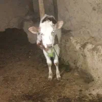 گوساله ماده