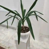 گیاه یوکا|گل و گیاه طبیعی|قزوین, |دیوار