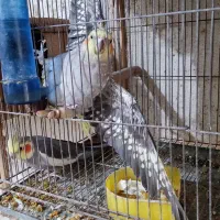 ۷ جفت عروس هلندی مولد.|پرنده|آستانه اشرفیه, |دیوار