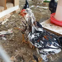 خروس گلین|حیوانات مزرعه|شاهین‌شهر, گرگاب|دیوار