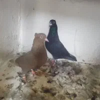 نرو ماده دم سفید کاکلی|پرنده|تربتحیدریه, بالا ولایت|دیوار