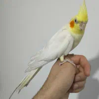 پرنده عروس هلندی (نر)