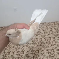 کفتر زرد|پرنده|پیرانشهر, |دیوار