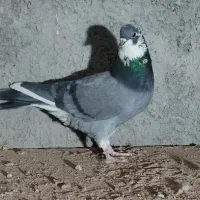 کفتر ابلغ سبز پرشی|پرنده|قم, بلوار امین و ساحلی|دیوار