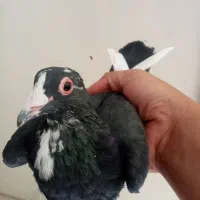 ماده قره شهرستانی کرمونی|پرنده|تهران, دهم فروردین|دیوار