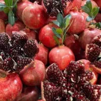 تولیدوعرضه تخصصی نهال پیوندی گردو میوه بادام صنوبر