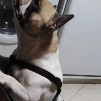 سگ وارداتی اصیل نژاد فرنچ بولداگ|سگ|پردیس, فاز ۵|دیوار