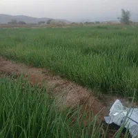 پیاز مینروا دستگیری|خدمات باغبانی و درختکاری|عنبرآباد, |دیوار