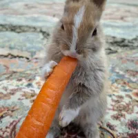 خرگوش کوچولو نژاد هلندی|موش و خرگوش|مرودشت, ژیان|دیوار