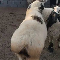 بره و بزغاله نرسبک|حیوانات مزرعه|قائن, |دیوار