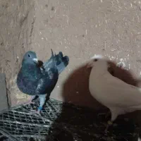 کفتر|پرنده|سلامی, |دیوار