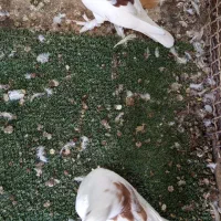 کفتر درجایی