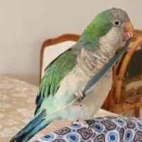 طوطی گمشده طوطی راهب