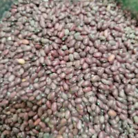 حبوبات و گردو تویسرکان و سرکه جات وغیره|خوردنی و آشامیدنی|مشهد, کوه سنگی|دیوار